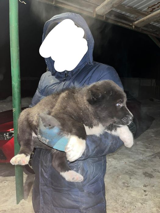Продам щенка САО