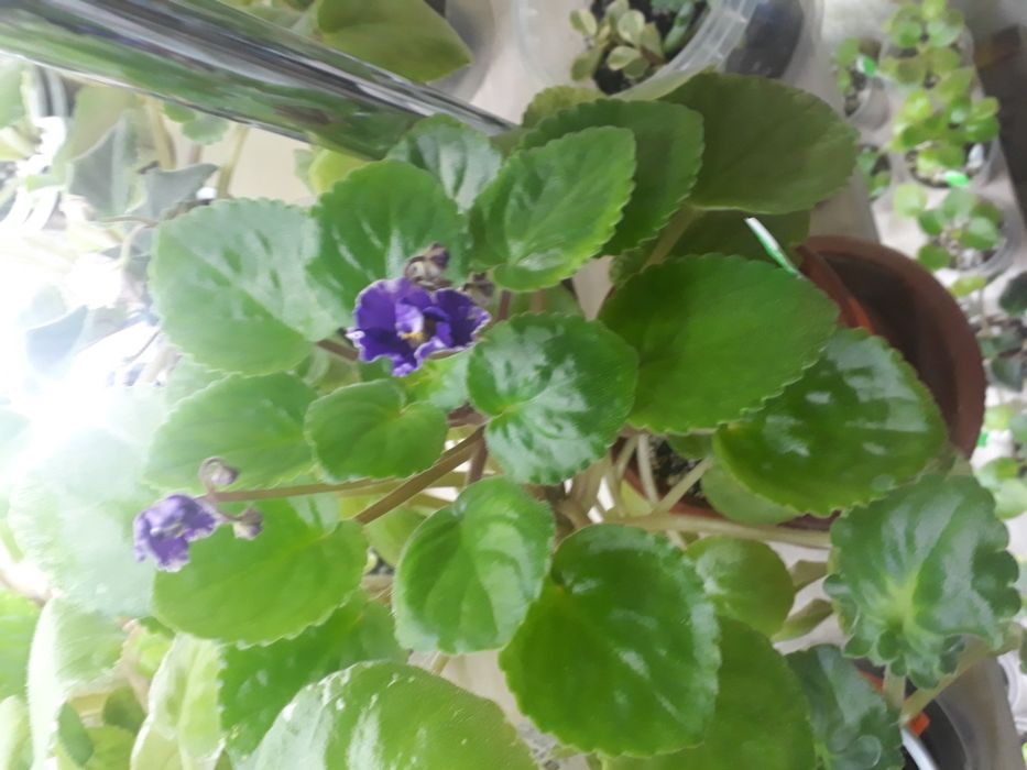 Фиалки детки много сортов