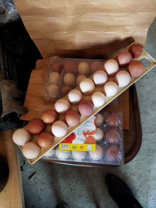 Продаются домашние яйца