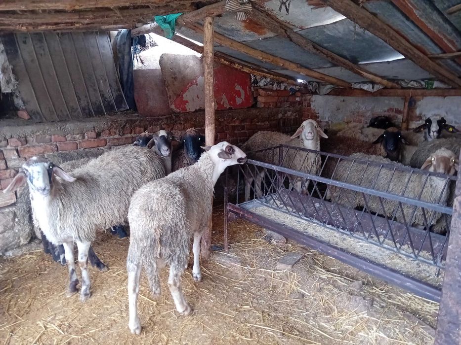 Продавам агнета и кочове