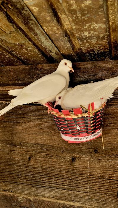 Turturele răzătoare