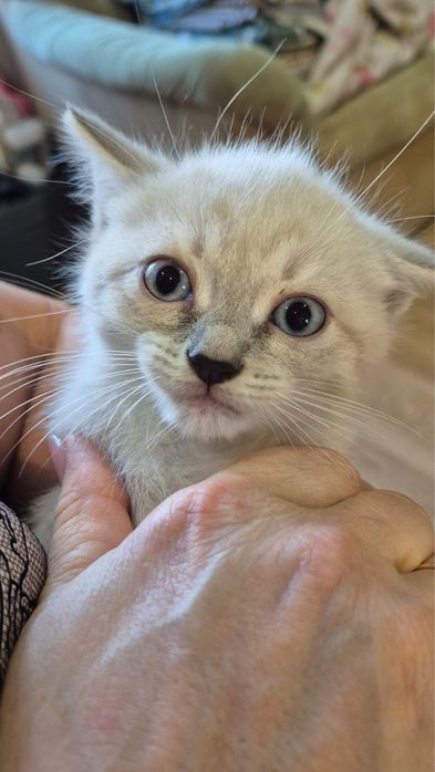 Отдам таких котят!