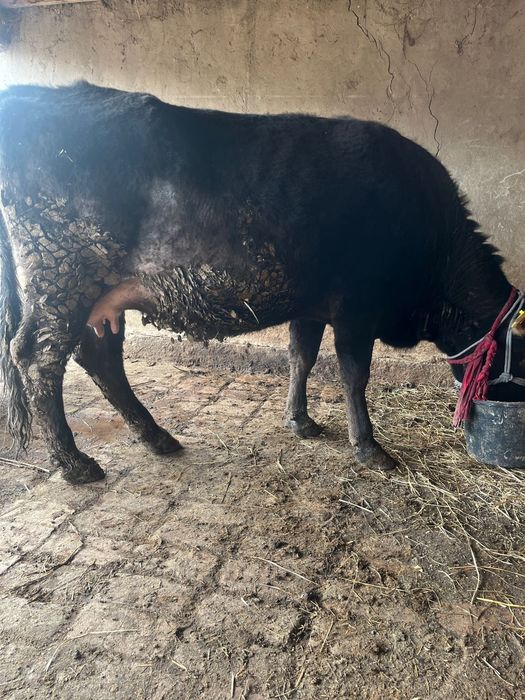 Семіз сиыр сатылады