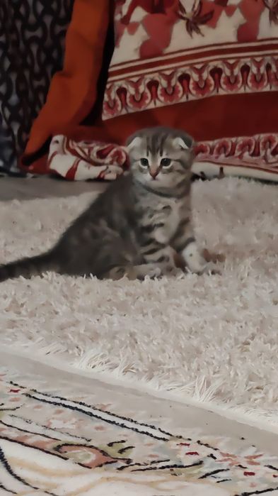 Продам милого котёнка