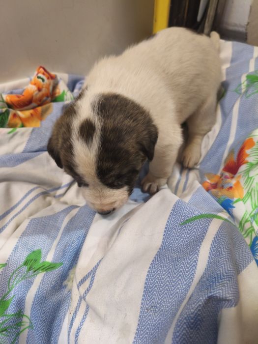 Милая маленькая собачка