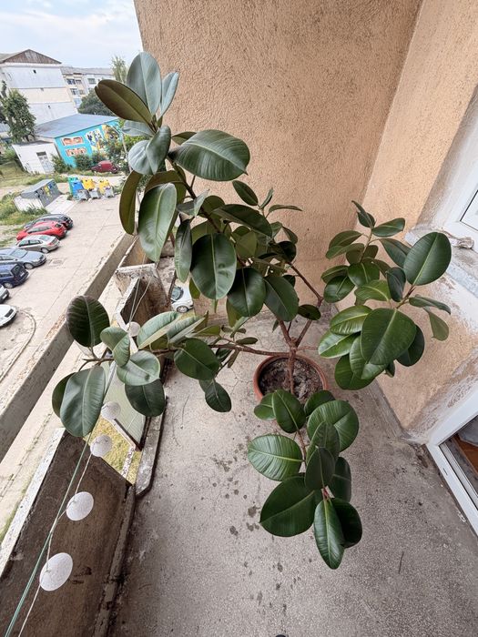 Vand Urgent Planta Ficus Elastica