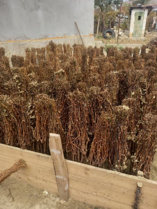 Viță de vie altoită și hibrid