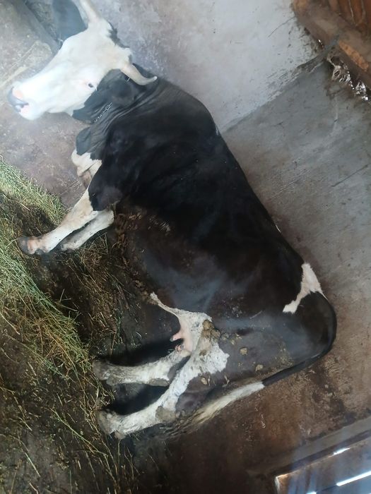 Vând vaca  4 ani  gestanta 8 luni