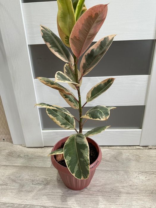 Продаются  цветы