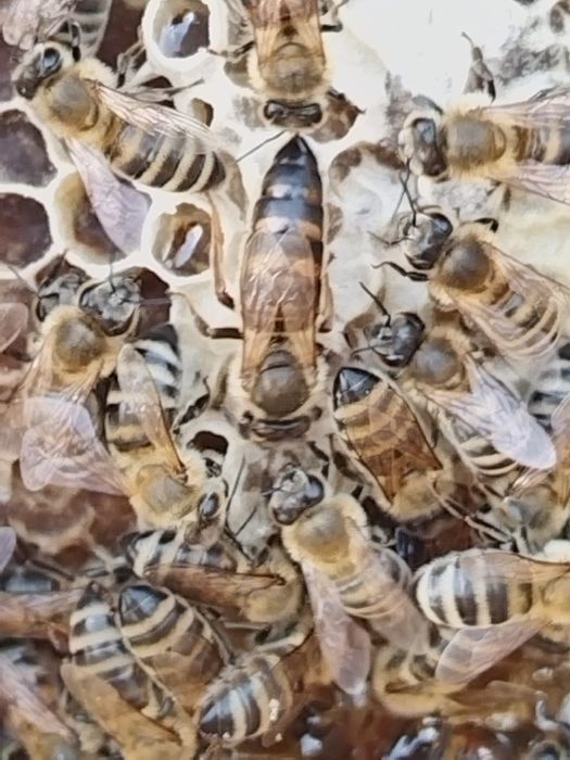 Mătci Selecționate (65lei), familii si roiuri