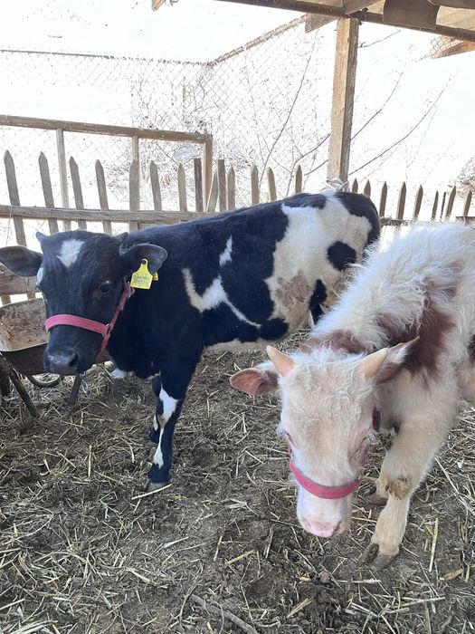 Жас баспак тар сатлады