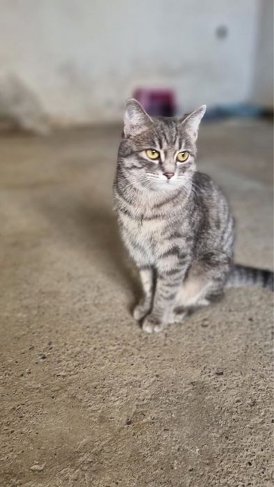 Кошечка в отвественные руки