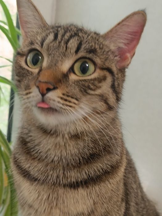Котик и кошечка ищут добрый дом