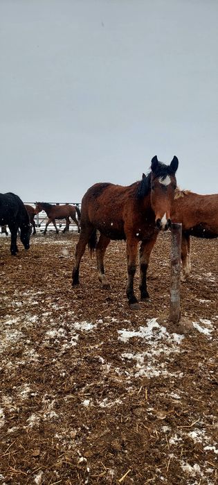 Продам тайчиков на соғым 600