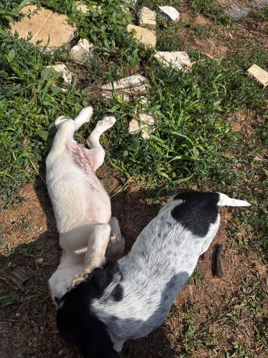 Donez catei metis vizsla maghiara