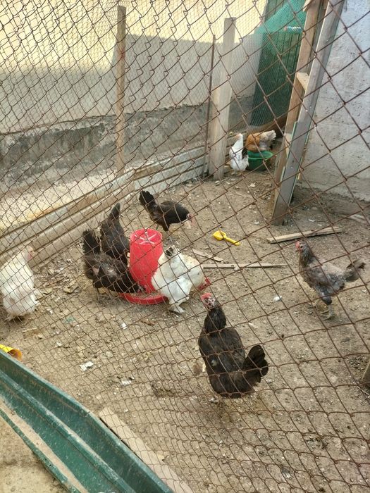 Продам курицу цесарьку