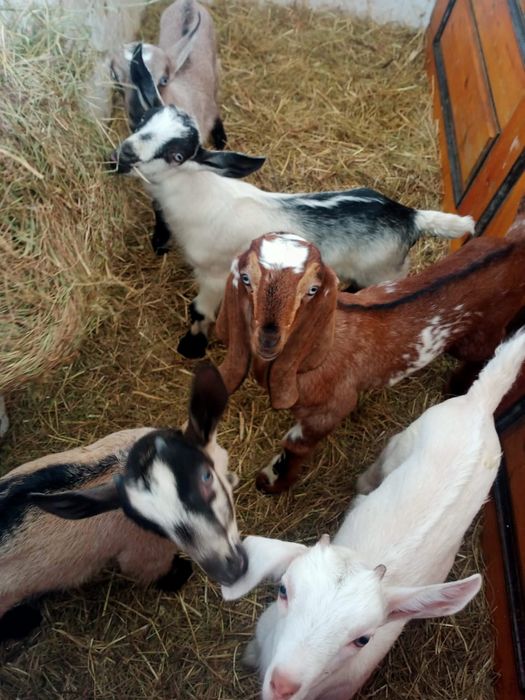 Козлики альпийцы