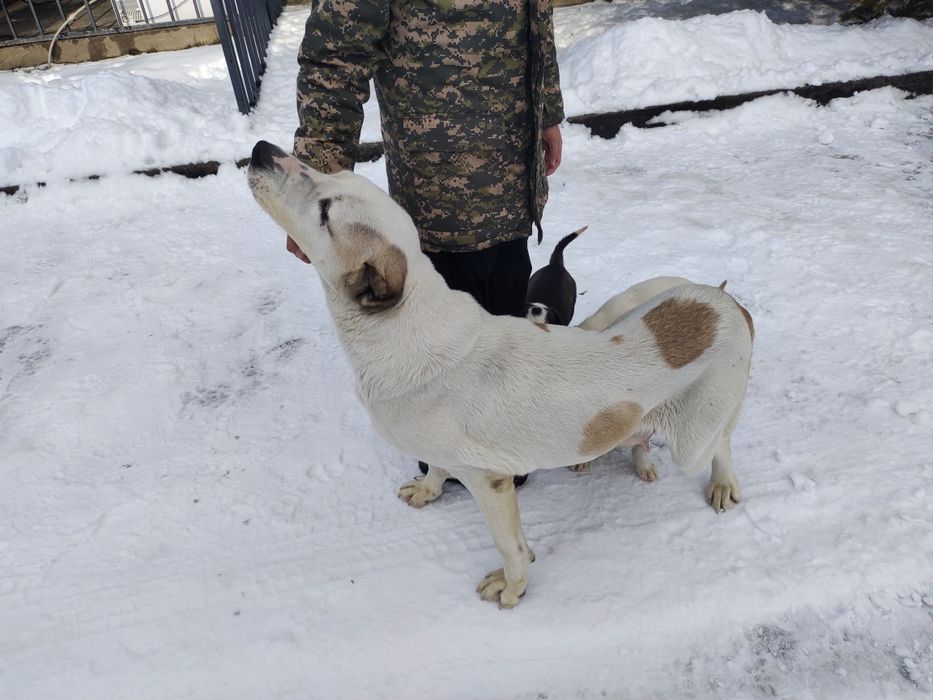 Продам суку алабая