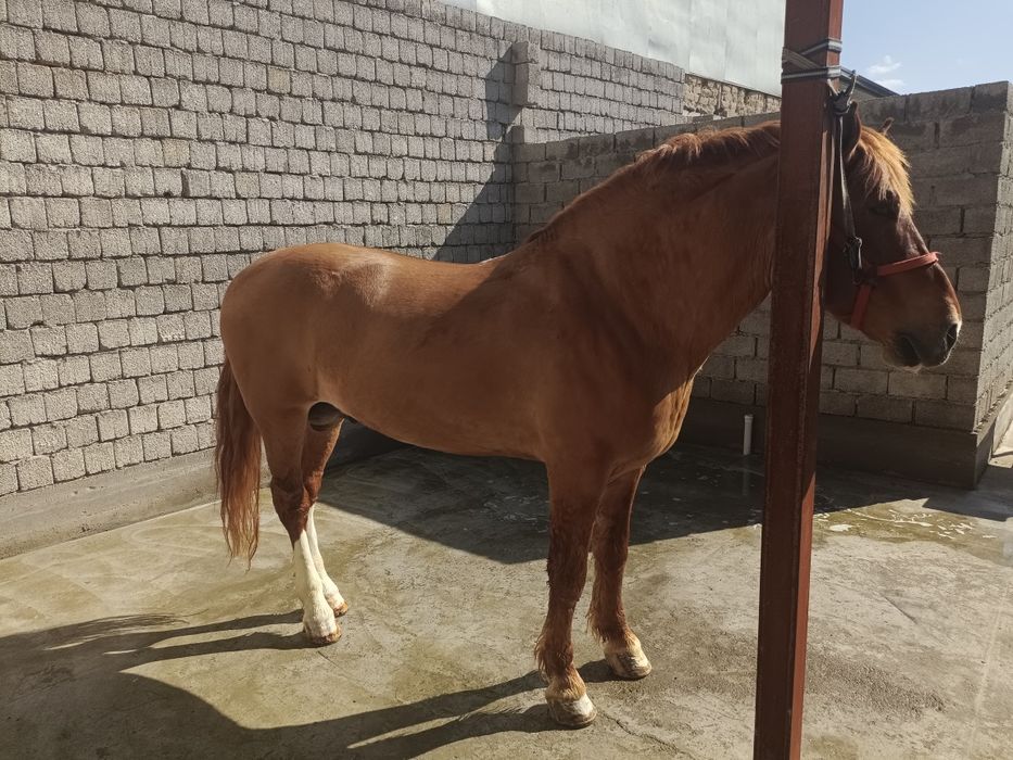 От сотилади, ёши 6+