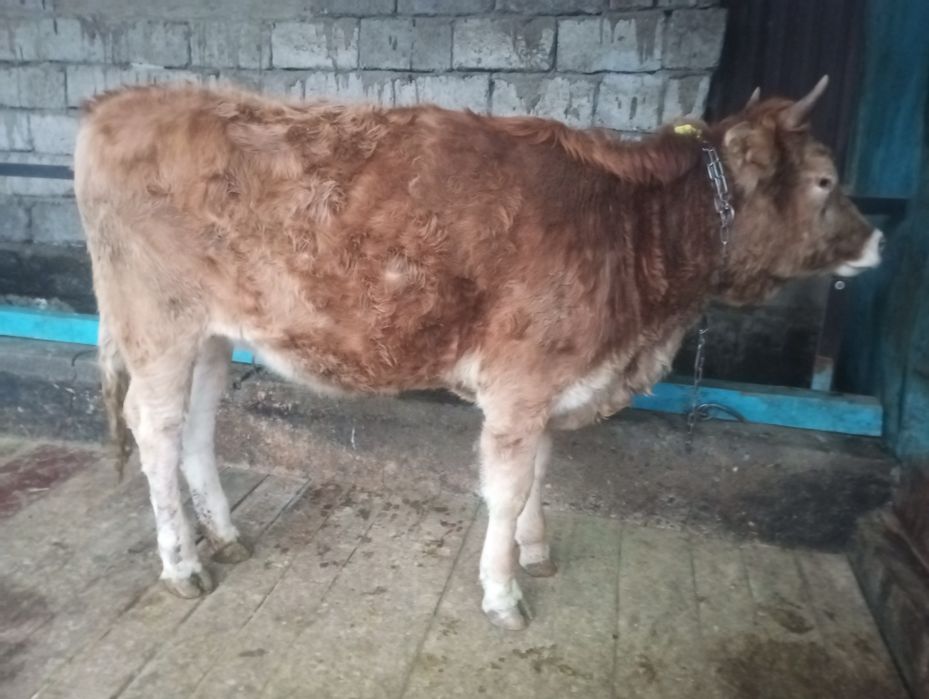 Продам жирную телку