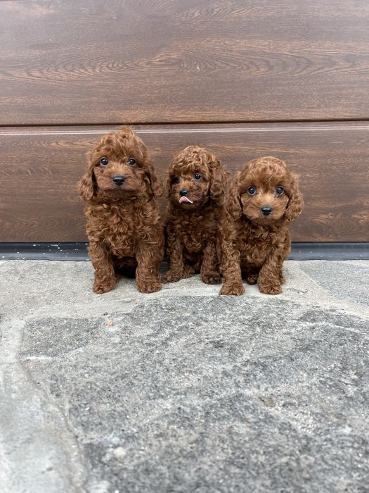 Пудел той Toy poodl