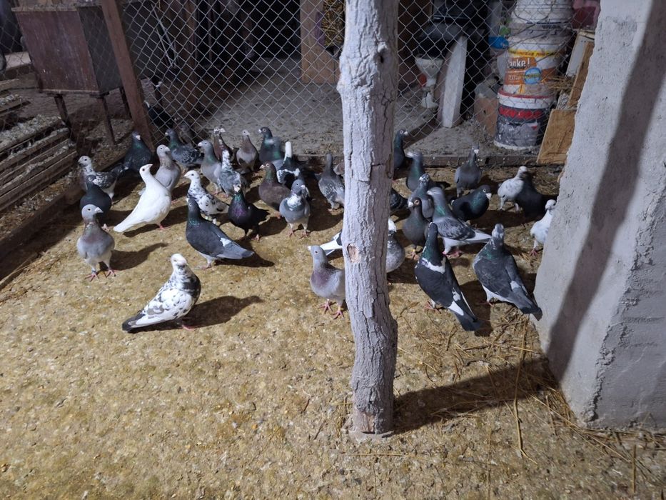 Vând porumbei voiajori maturi și tineri