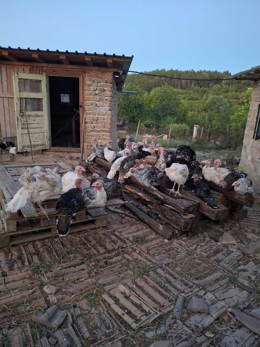 Продавам Пуйчета 2 мътила 1вото 19 04  и 2рото 06 05