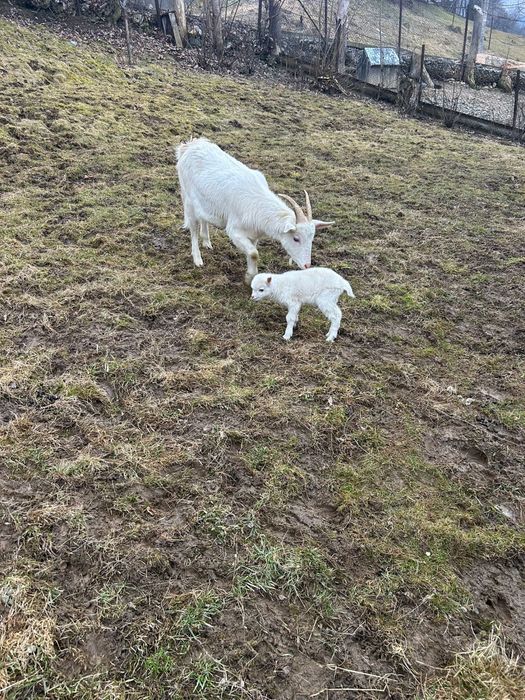 Iadă fătată recent