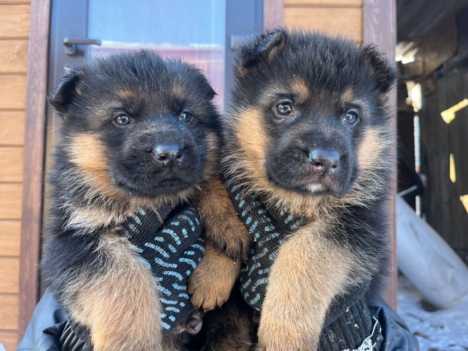 Щенки немецкой овчарки