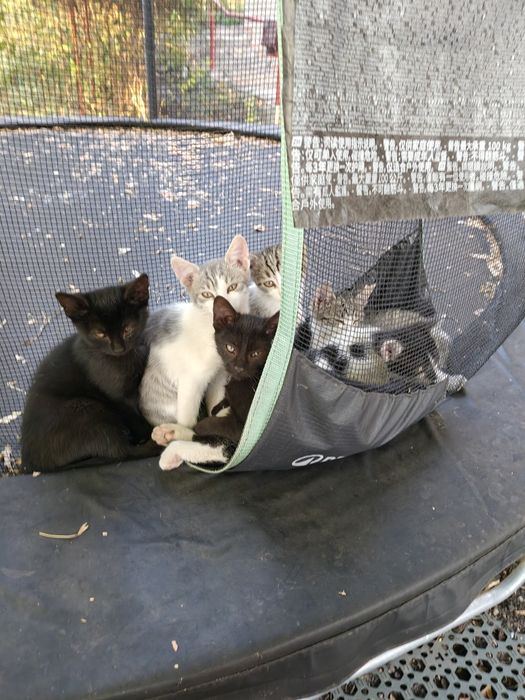 Pisoi pentru adoptie