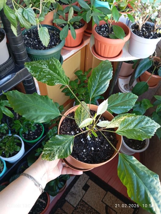 Продам растения цветы