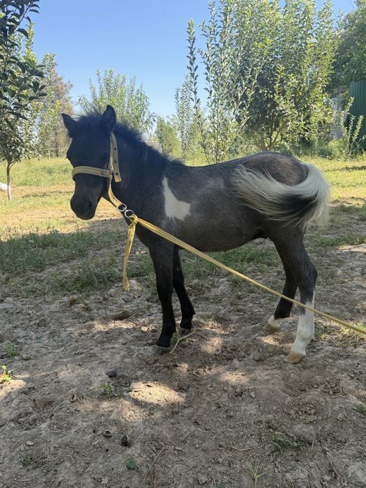 Poni ot bolasi sotiladi sog’lom