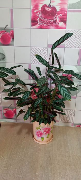 Цветы не дорого  от 1500