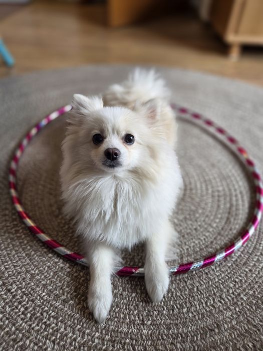 Мини шпиц търси любящ дом