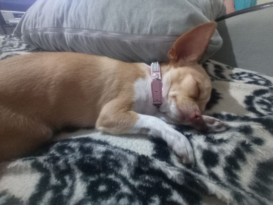 Случка! Красивая девочка чихуахуа.