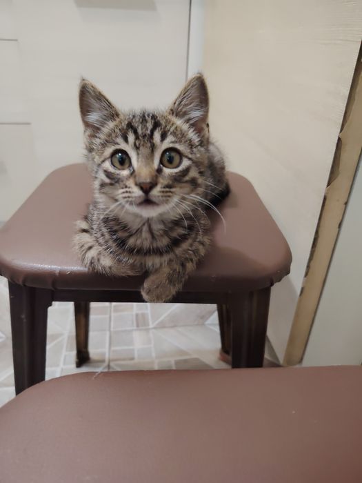 Отдается в добрые руки котик