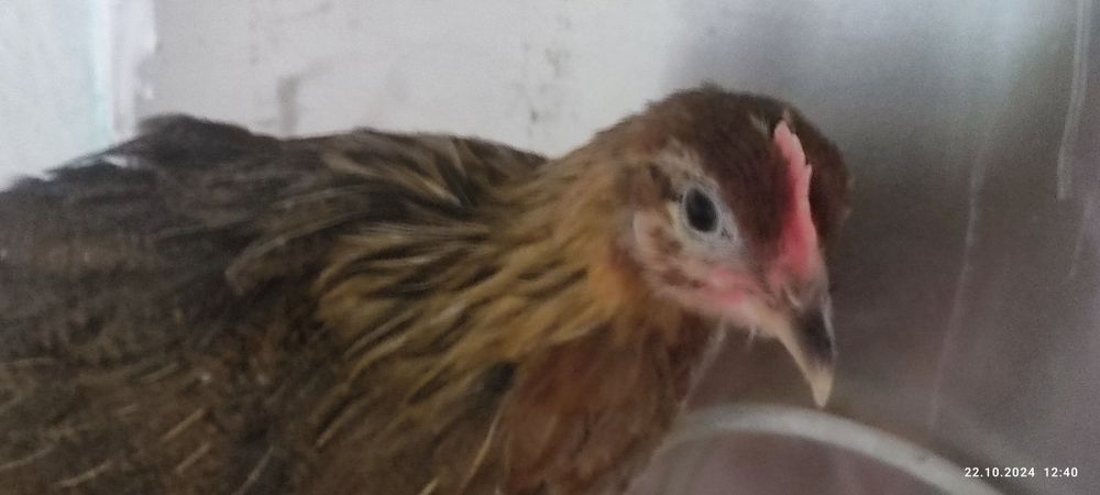 Ярка Сребърна и Златна Италиянка