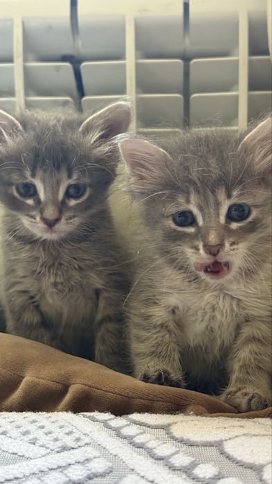 Отдам котят в добрые руки