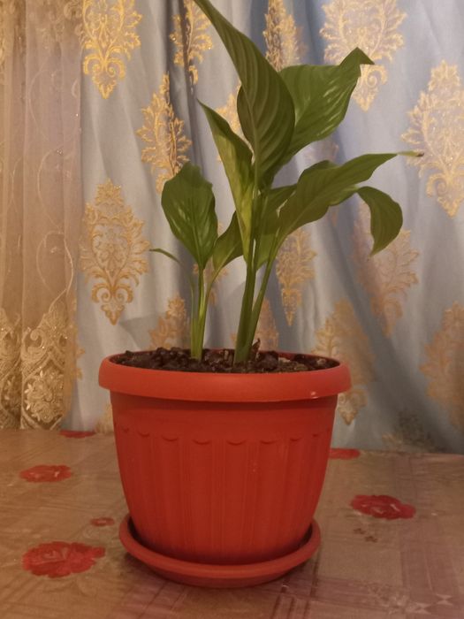 Продаю домашние цветы