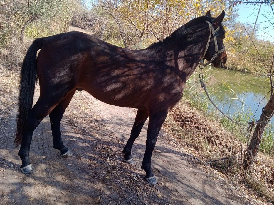 Asl Qorabayir Асл Корабайир