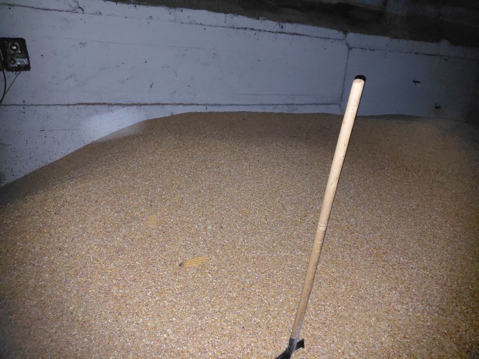 Porumb uscat de vânzare!!