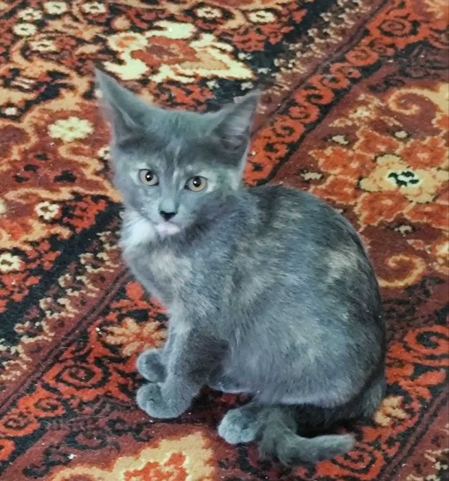 Пристраивается замечательная девочка мраморная - трехцветка