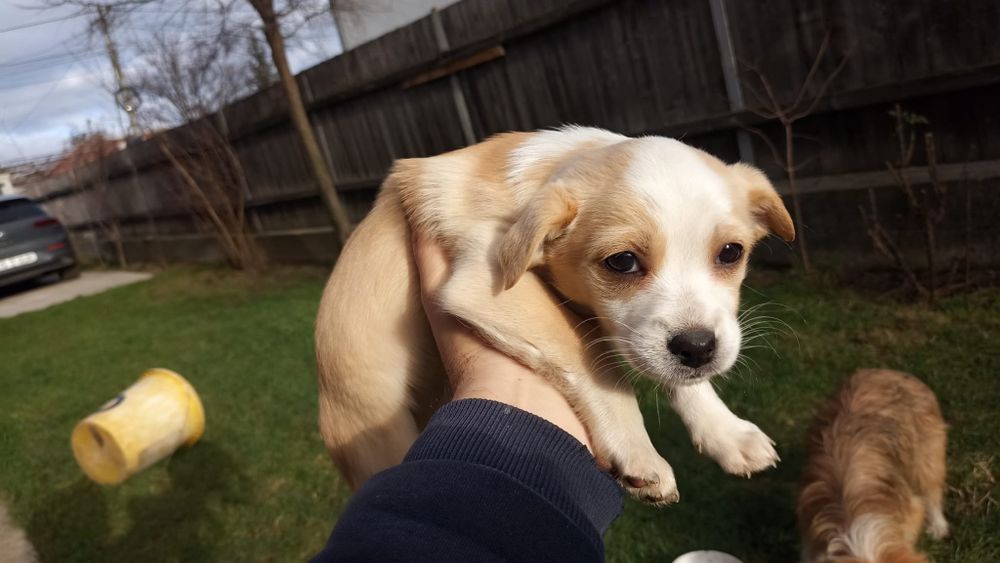 Adopție pui cătei talie mică.