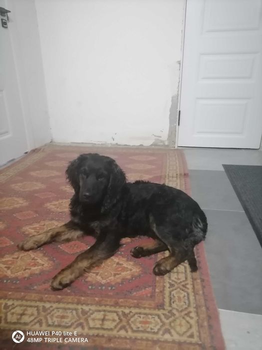 Продам шотландский саттер пол: девочка для охоты