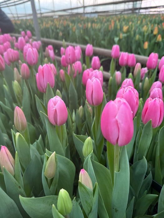 Тюльпаны оптом из теплицы