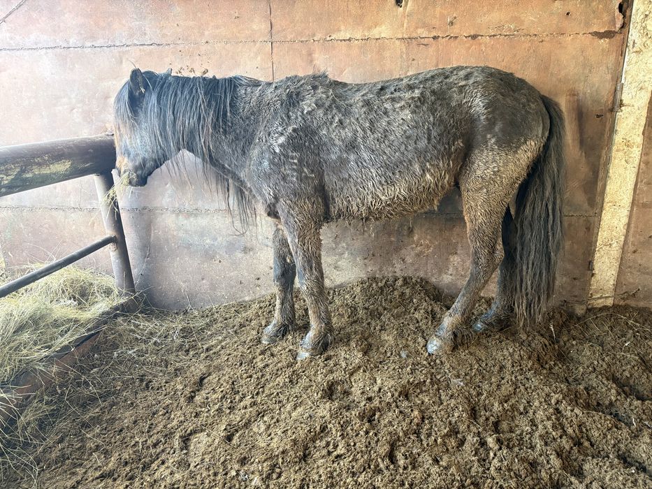 Айғырлар сатылады