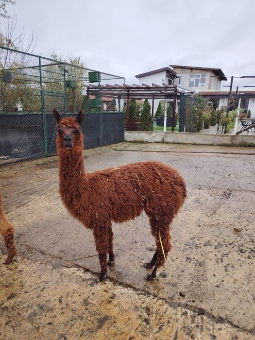 Vând pereche alpaca