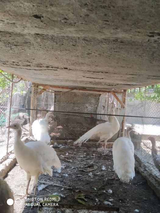 Ок товуслар сотилади