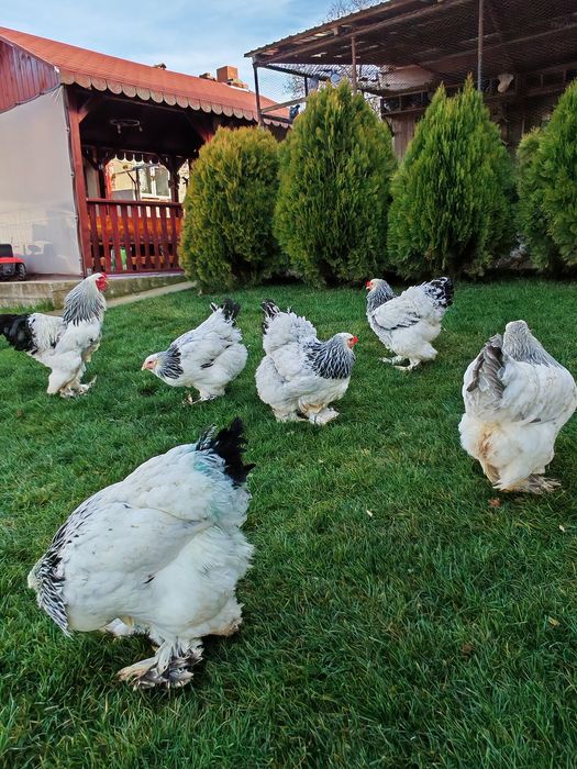 Vând 4+1 brahma HD 2025