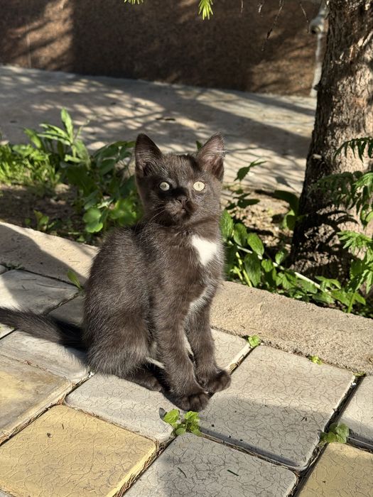 Отдам котов в добрые руки!